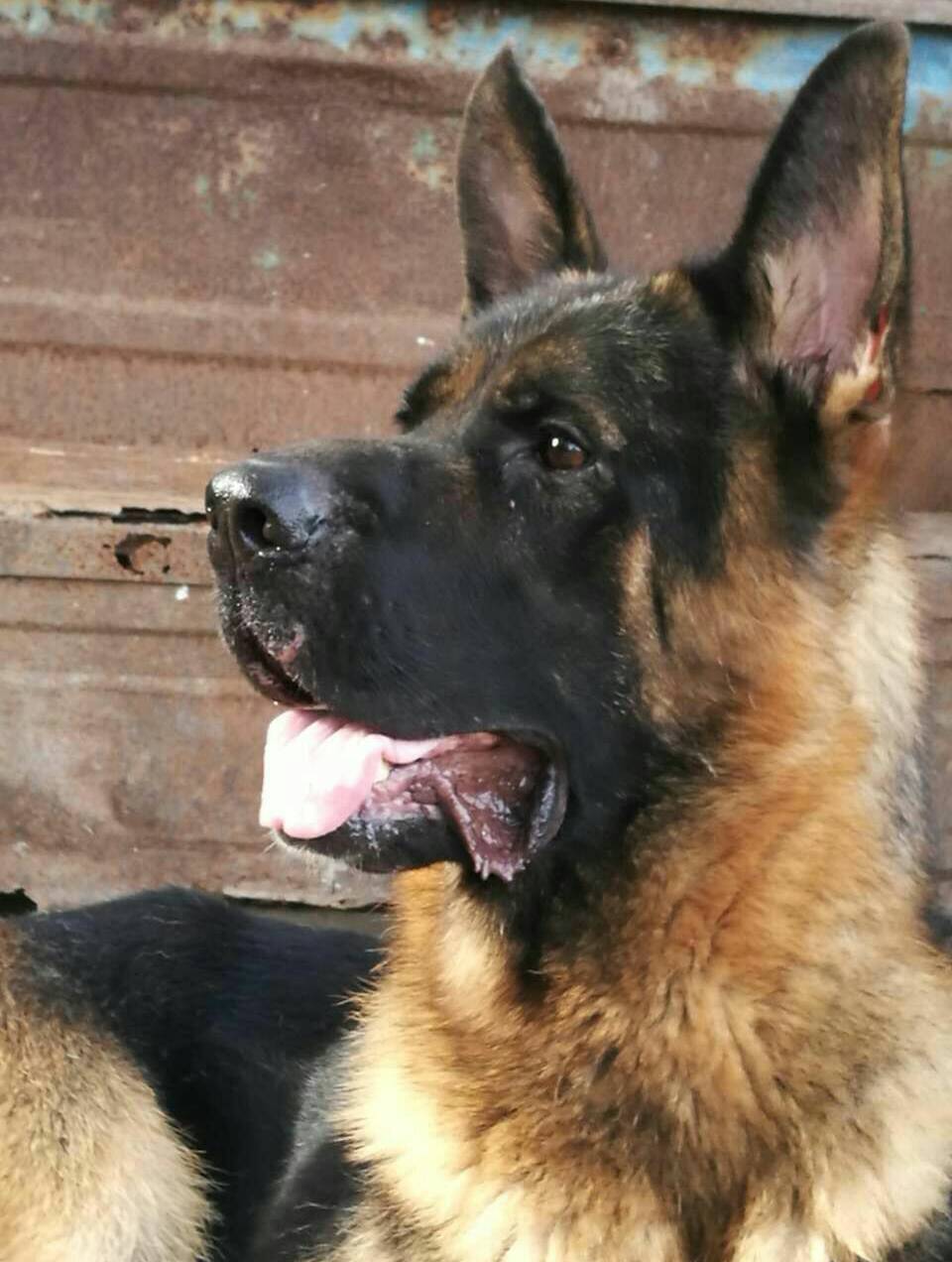江苏战狼犬业559