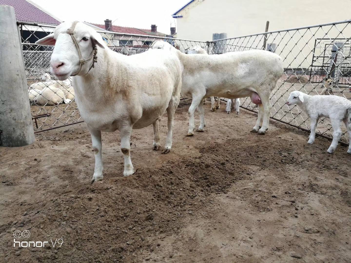 蒙科肉羊改良繁育 最棒羊妹i的快手