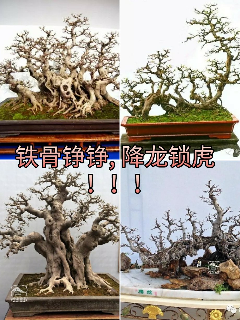 岭南盆景造枝主要有鹿角枝,鸡爪枝,回旋枝,自然枝等数