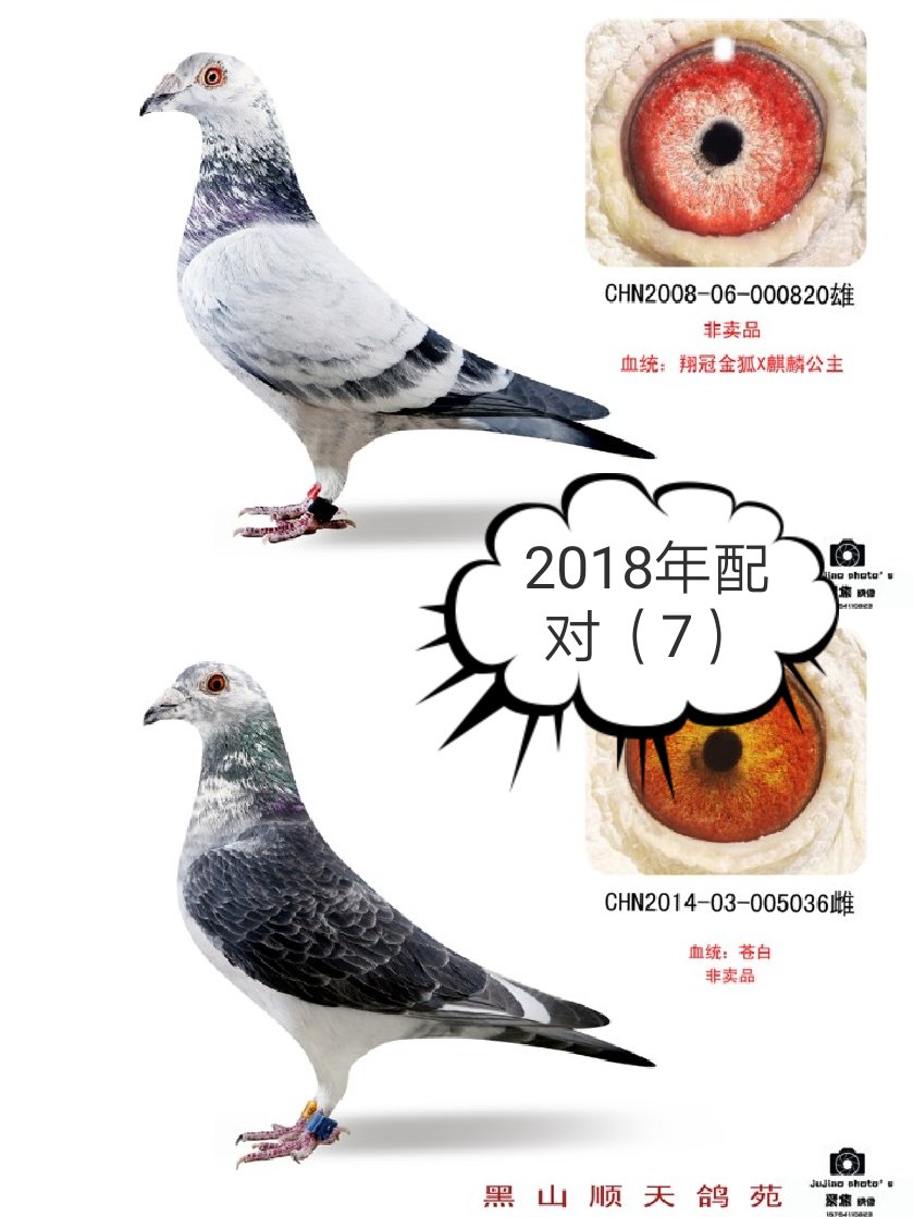 黑山顺天鸽苑