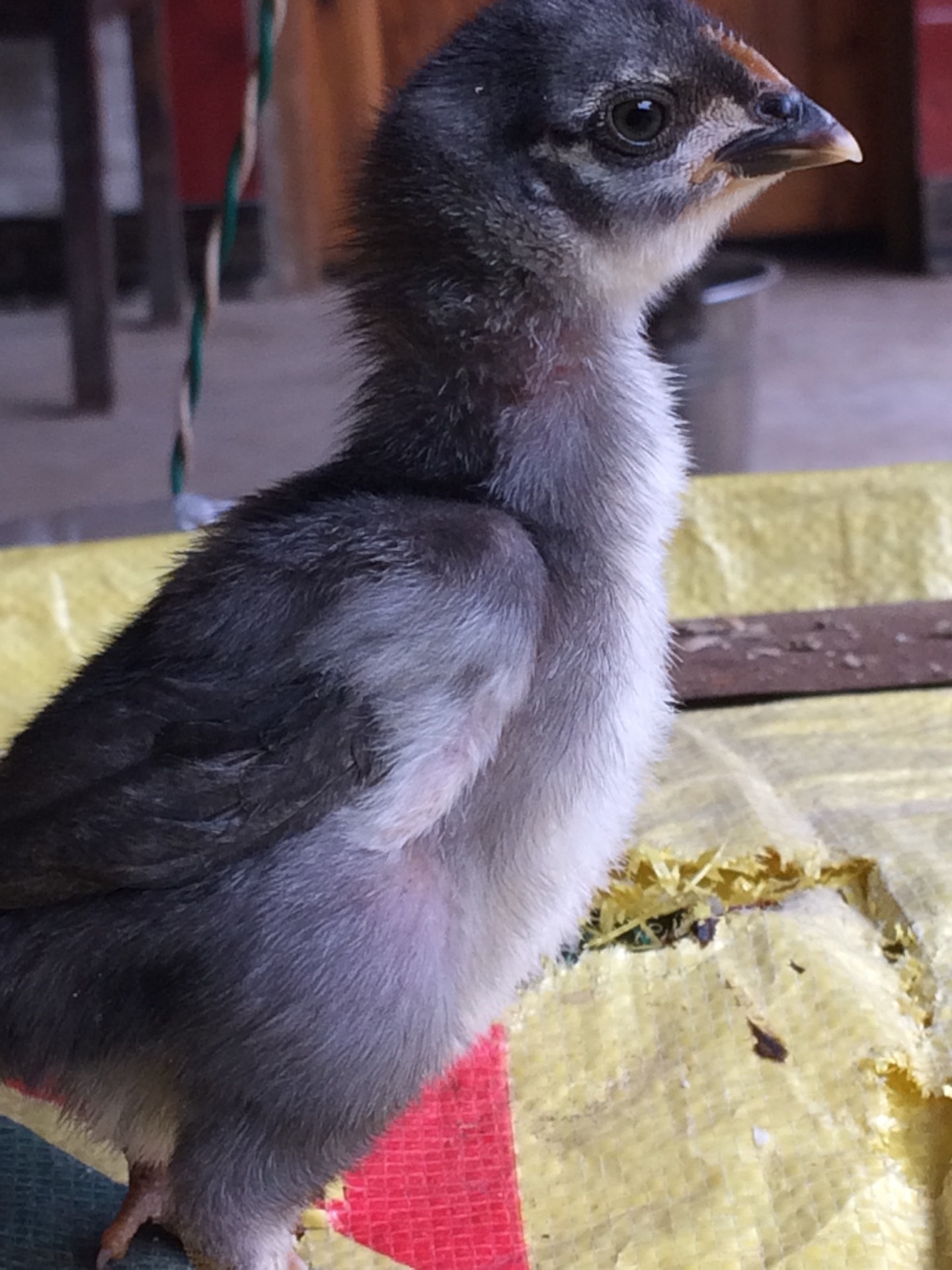 安心灵魂11月前 回复 不扯蛋:给多少 不扯蛋11月前