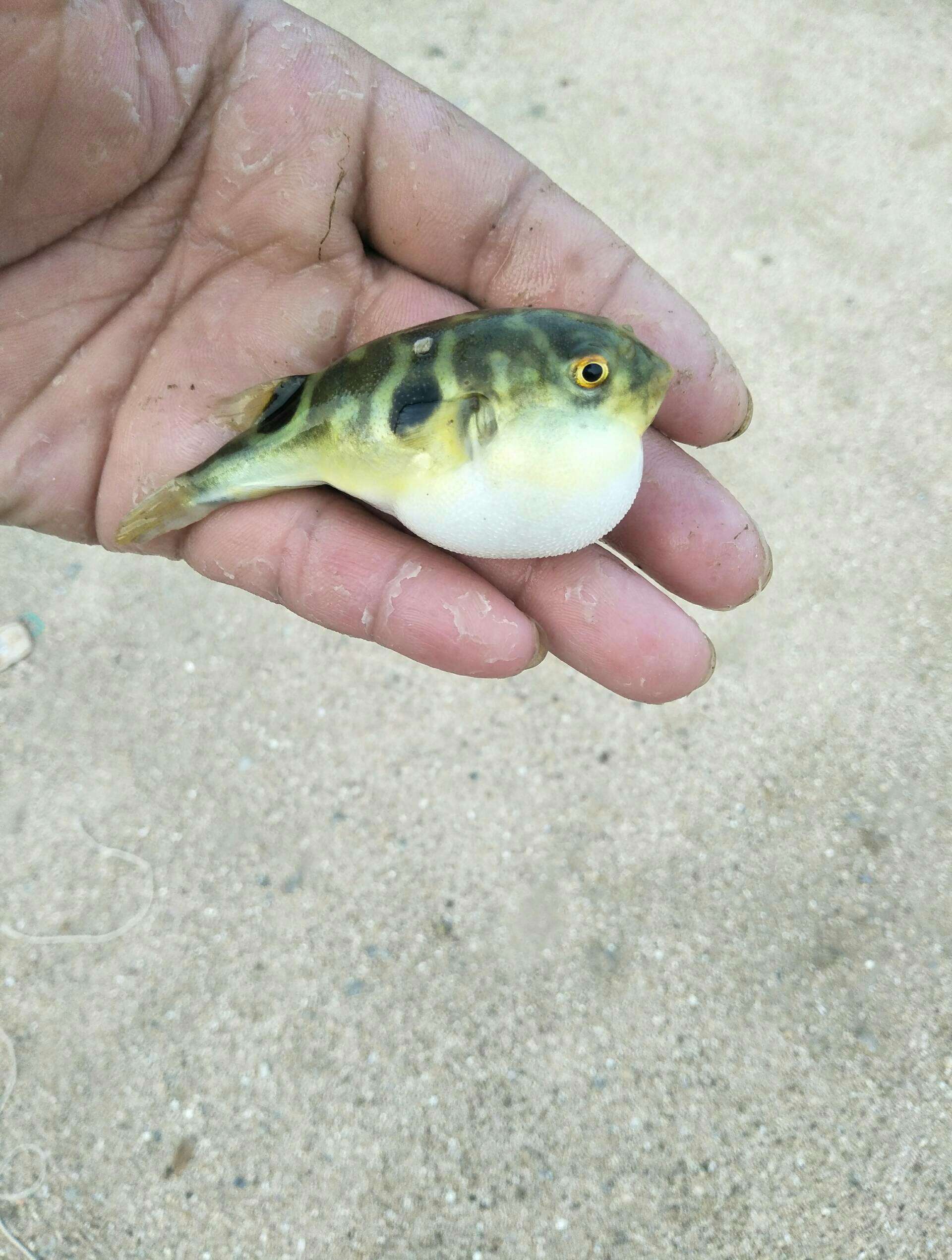 在海边抓了只小河豚,,不知道有没有毒.