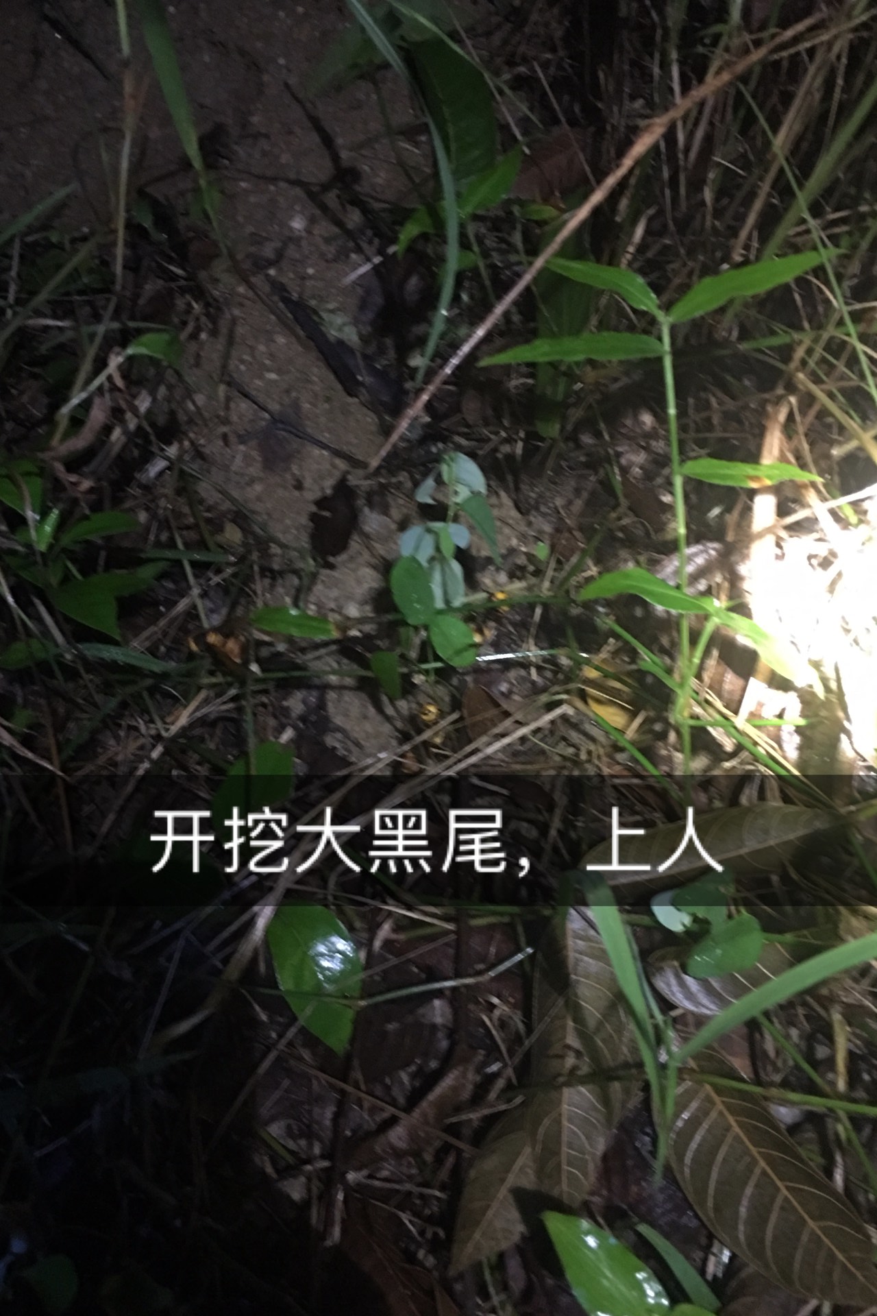 户外抓野蜜蜂甲鱼马蜂
