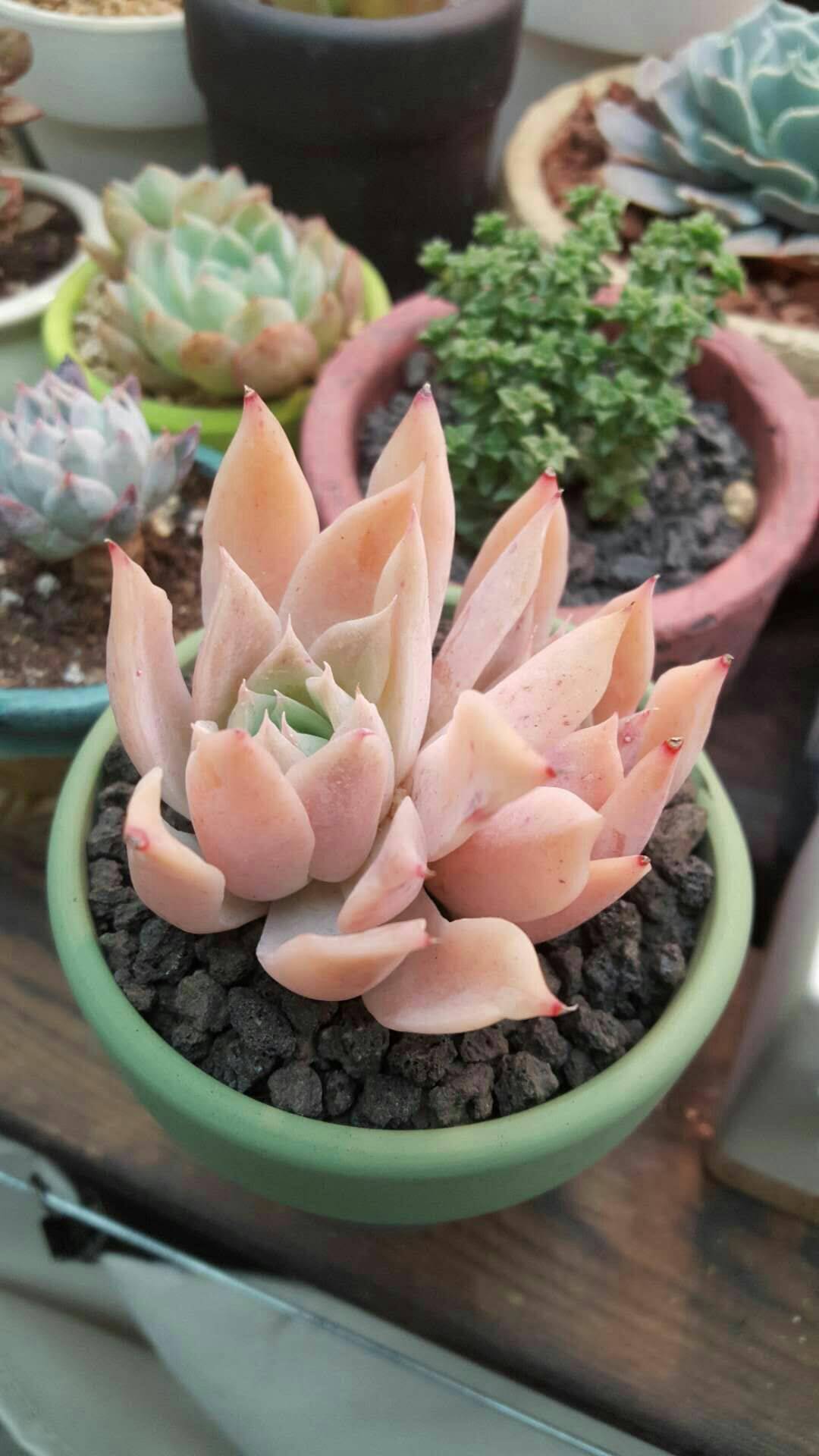 我欲乘风破浪 踏遍黄沙海洋与其误会一场也要不负勇往 - 花媒人的多肉