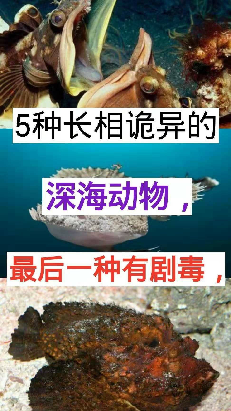 第一个是怪头鱼好吧 我活着的时候都在吃这个 回复 偏执丶sole:第三个