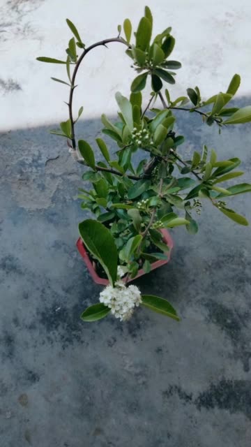 吉祥果开花了  291     8月前