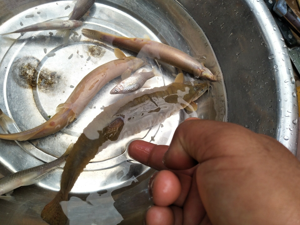 这么大的牛鳅           195                      0